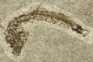 Oligocene Fossil Fish (Idrissia carpathica) - Poland #320604