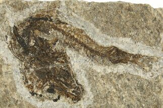 Oligocene Fossil Fish (Idrissia carpathica) - Poland #320607