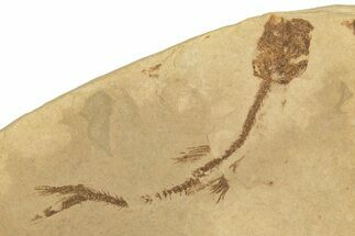 Oligocene Fossil Marine Smelt (Glossanodon) - Poland #320608