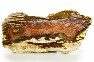 Colorful Polished Petrified Wood Slab - Cherry Creek, NV #320745
