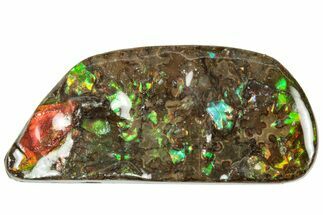 Iridescent Ammolite (Fossil Ammonite Shell) - Alberta #320798