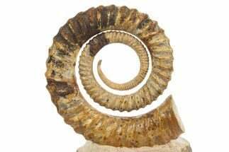Early Devonian Ammonoid (Anetoceras) - Tazarine, Morocco #320854