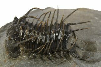 Well Prepared, Spiny Koneprusia Trilobite - Ofaten, Morocco #320858
