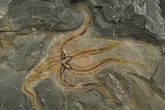 Very Detailed Ordovician Brittle Star (Ophiura) - Morocco #320948