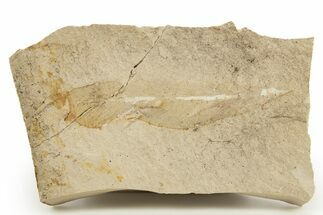 Bargain, Fossil Seed Fern (Glossopteris) - Australia #321022