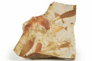 Fossil Seed Fern (Glossopteris) Plate - Australia #321024
