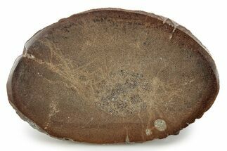 Polished Jurassic Plesiosaur (Colymbosaurus) Bone - England #320992