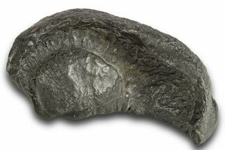 Large, Fossil Whale Ear Bone - South Carolina #321092