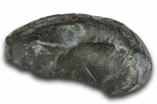 Large, Fossil Whale Ear Bone - South Carolina #321093