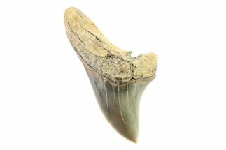 Rare,  Giant Thresher Shark (Alopias) Tooth - South Carolina #321396