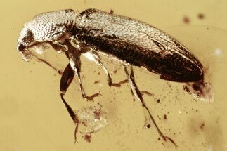 Fossil Fungus Beetle (Corticariinae) in Baltic Amber #321729