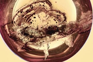 Detailed Fossil Rove Beetle (Tachyporinae) in Baltic Amber #321757