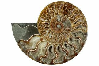 Cut & Polished Ammonite Fossil (Half) - Madagascar #317929