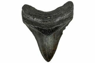 Serrated, Fossil Megalodon Tooth - South Carolina #321815