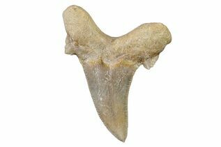 Fossil Shark Teeth For Sale
