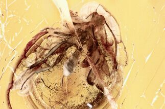 Detailed Fossil Parasitoid Wasp and Fungus Gnats In Baltic Amber #321776