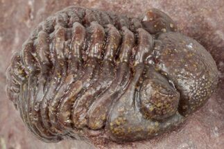 Curled Red Austerops Trilobite - Hmar Laghdad, Morocco #320891