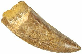 Dinosaur Teeth For Sale