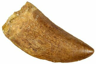 Serrated, Carcharodontosaurus Tooth - Real Dinosaur Tooth #322048