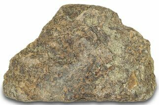 Dinosaur (Triceratops) Frill Shield Section - Montana #321996