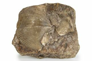 Fossil Brachiopod (Cyrtospirifer) Plate - Russia #322133