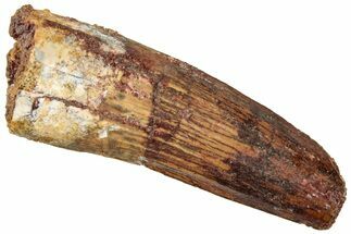 Fossil Spinosaurus Tooth - Real Dinosaur Tooth #322254
