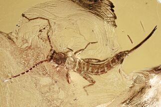 Amazing Fossil Earwig (Dermaptera) In Baltic Amber - Rare Inclusion #321677