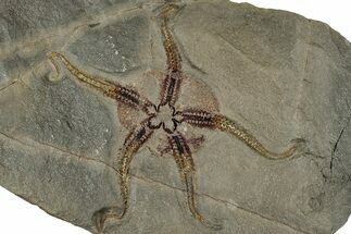 Detailed Ordovician Brittle Star (Ophiura) - Morocco #322492
