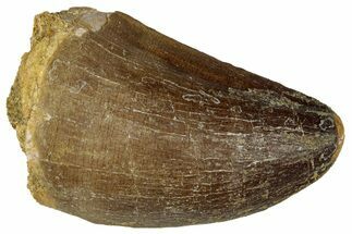 Fossil Mosasaur (Prognathodon) Tooth - Morocco #322626