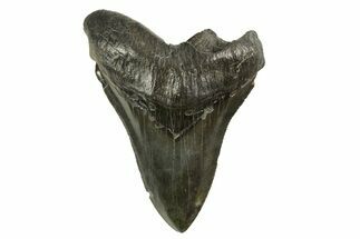 Serrated, Fossil Megalodon Tooth - South Carolina #321319