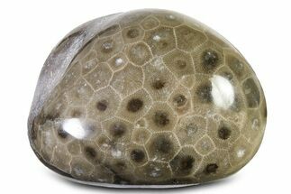 Large, Polished Petoskey Stone (Fossil Coral) - Michigan #322886
