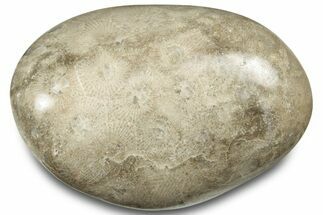 Polished Petoskey Stone (Fossil Coral) - Michigan #322985