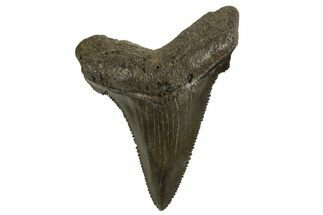 Serrated Angustidens Tooth - Megalodon Ancestor #321692