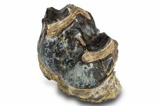 Fossil Eocene Coryphodon Mammal Tooth - Wyoming #316489