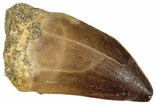 Fossil Mosasaur (Prognathodon) Tooth - Morocco #322652