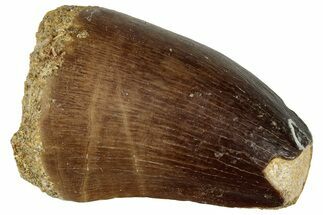 Fossil Mosasaur (Prognathodon) Tooth - Morocco #322682