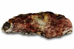 Petrified Wood For Sale