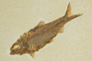 Detailed Fossil Fish (Knightia) - Wyoming #320361