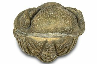 Wide Enrolled Morocops Trilobite - Morocco #323201