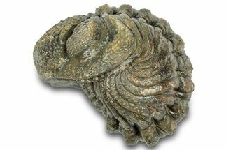 Wide Enrolled Morocops Trilobite - Morocco #323207