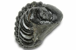 Long, Curled Austerops Trilobite - Morocco #323210