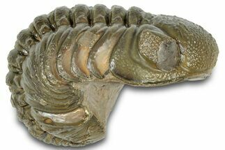 Long, Curled Austerops Trilobite - Morocco #323212