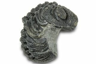 Long, Curled Morocops Trilobite - Morocco #323224