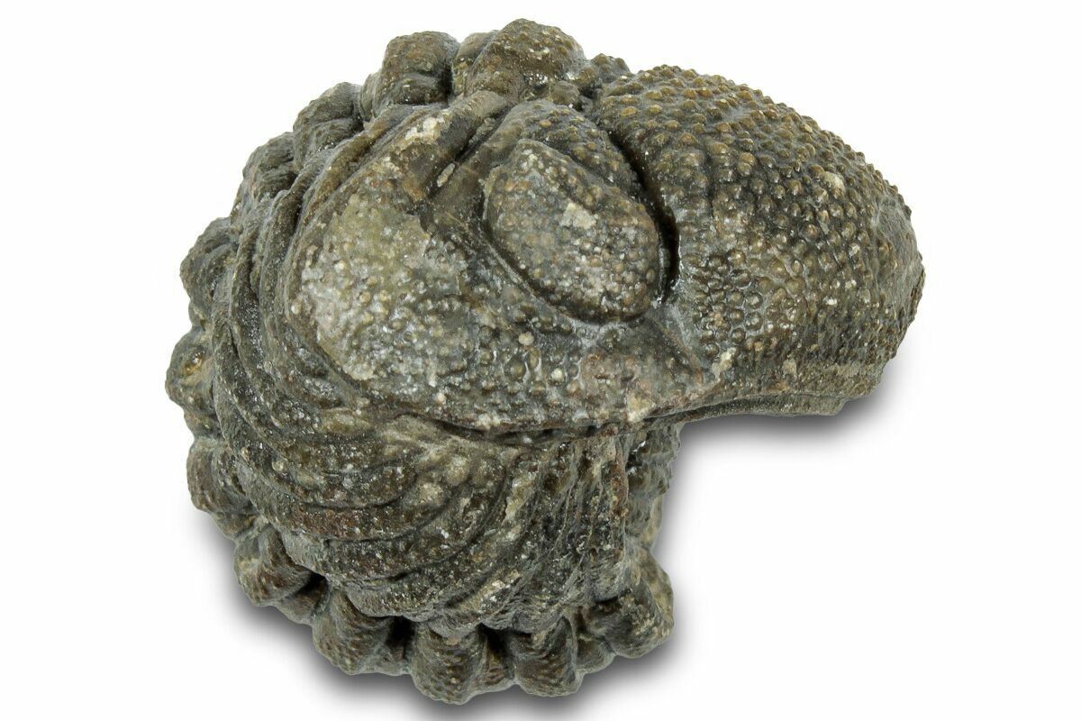 Ｍｏｒｏｃｏｐｓ ｆｏｒｔｅｙｉ 1.1