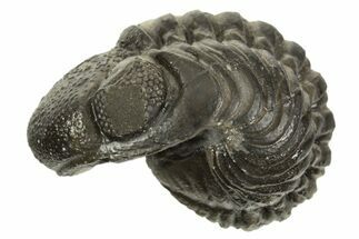 Long, Curled Austerops Trilobite - Morocco #323234