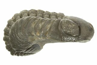 Long, Curled Austerops Trilobite - Morocco #323235