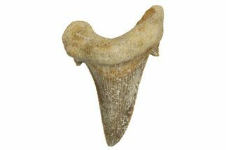 Serrated Sokolovi (Auriculatus) Shark Tooth - Dakhla, Morocco #321861