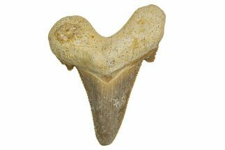 Serrated Sokolovi (Auriculatus) Shark Tooth - Dakhla, Morocco #321874