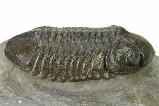:Large, Very Inflated Struveaspis Trilobite - Jorf, Morocco #323381