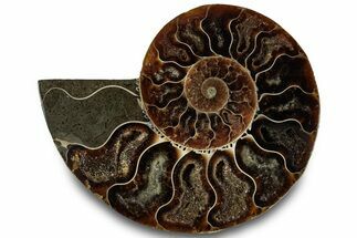 Cut & Polished Ammonite Fossil (Half) - Madagascar #323295